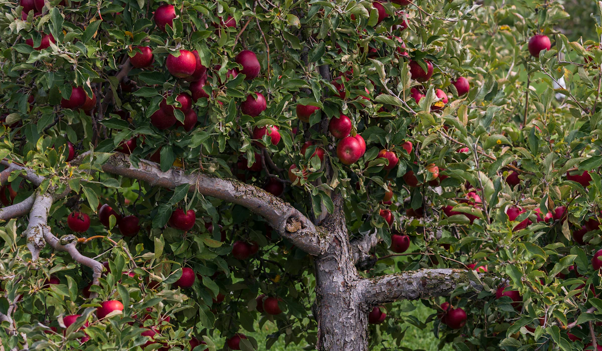 Så beskär du äppelträd själv: när, var och hur