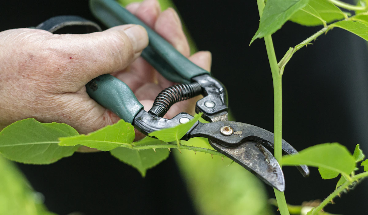 Person beskär äppelträd med sekatör under sommarsäsongen
